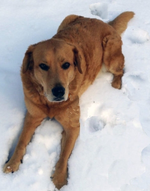 Careful dog on snow